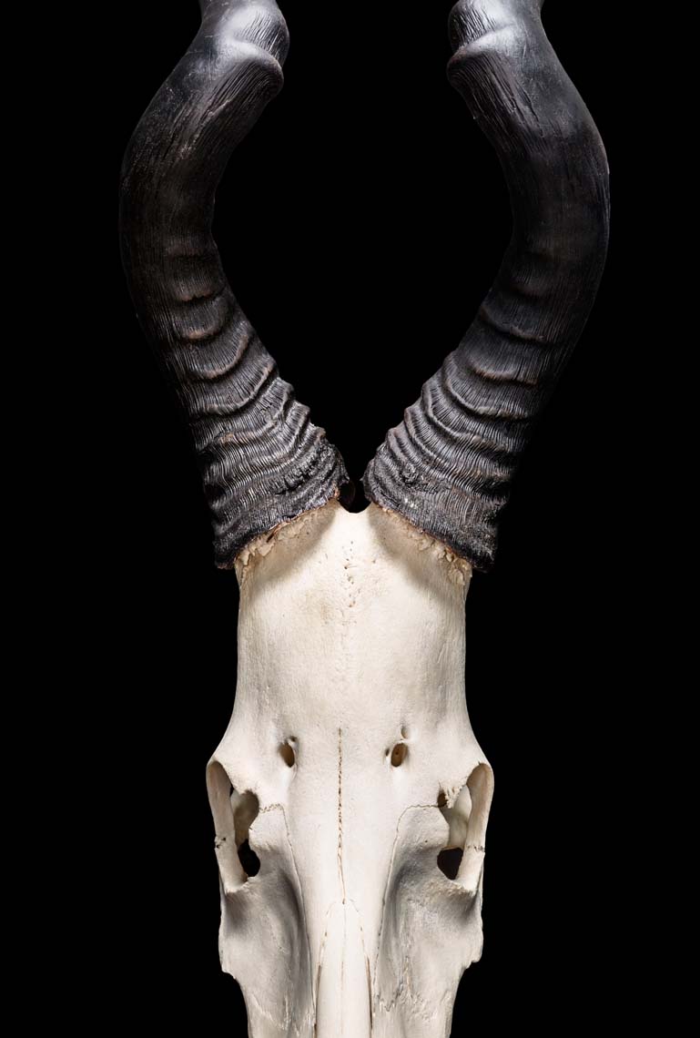 SKULLS UNLIMITED