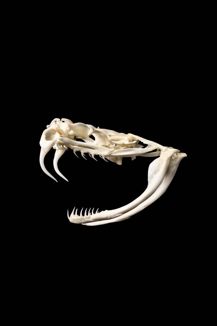 SKULLS UNLIMITED