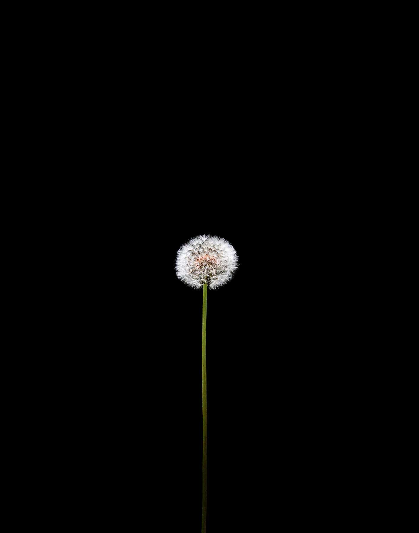 DANDILION